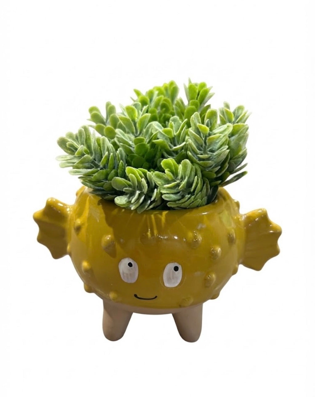 Puffer Fish Succulent