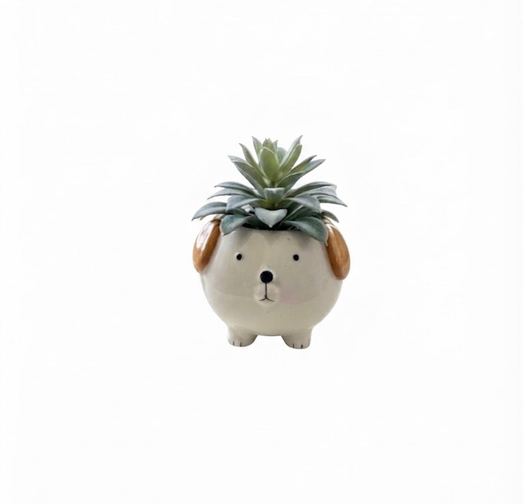 Puppy Dog Succulent
