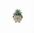Puppy Dog Succulent