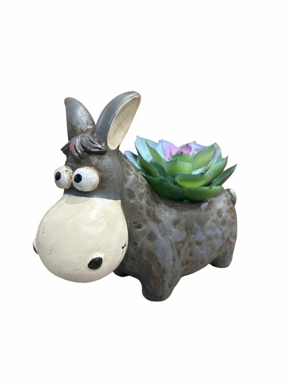 Donkey Succulent