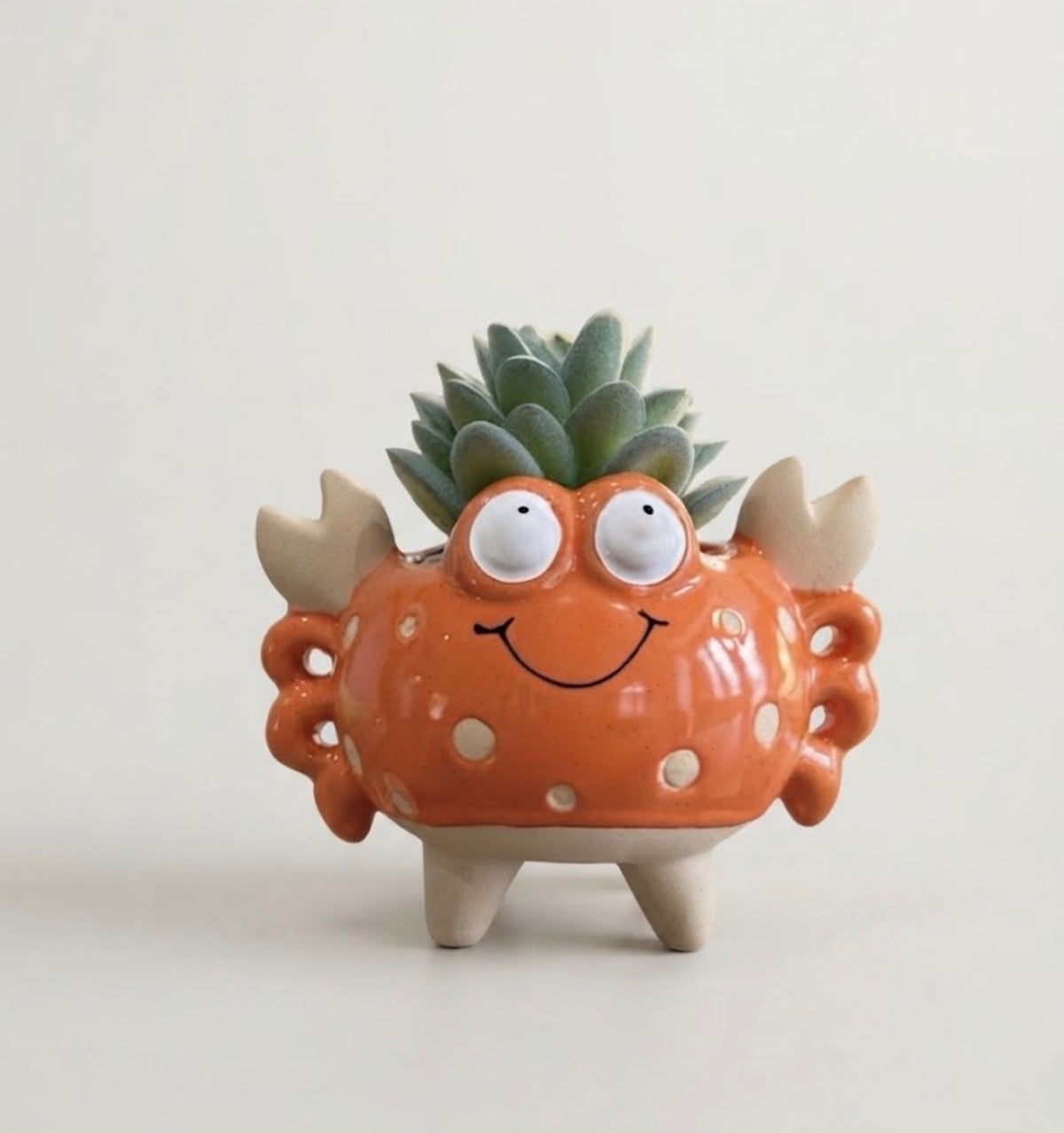 Crab Succulent
