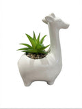 Giraffe Succulent