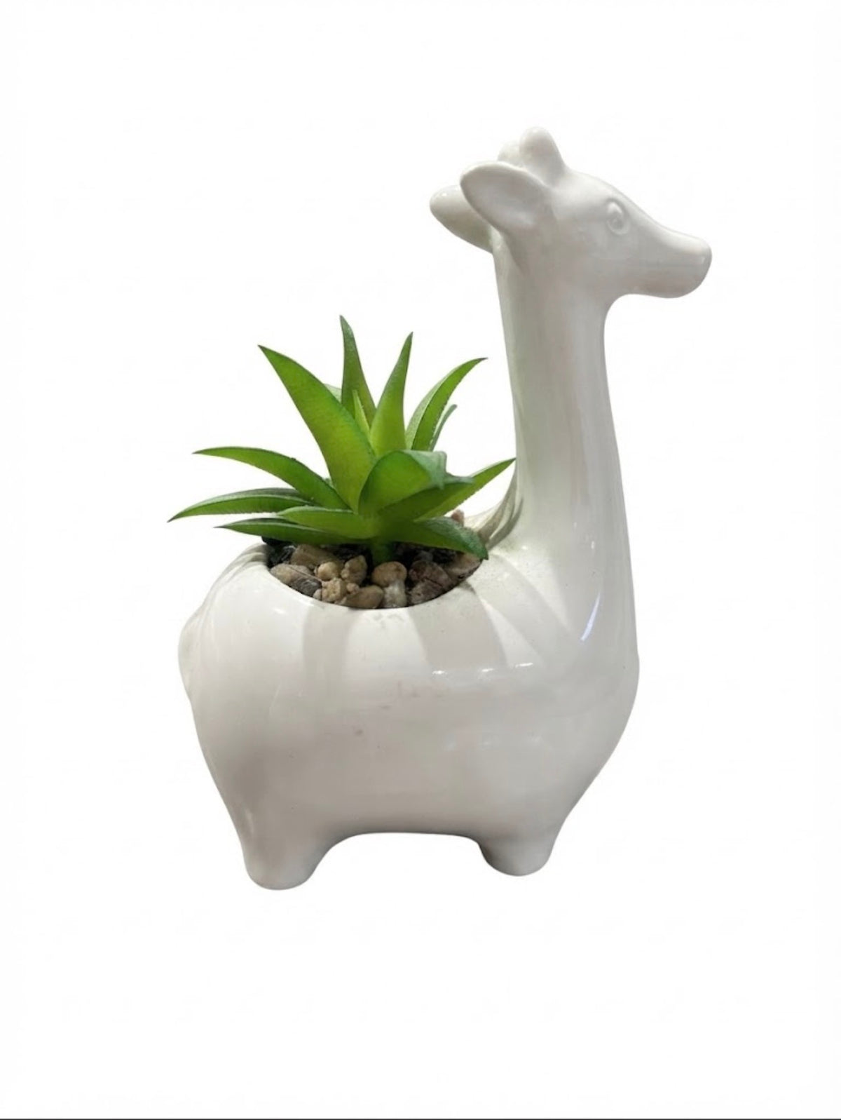 Giraffe Succulent