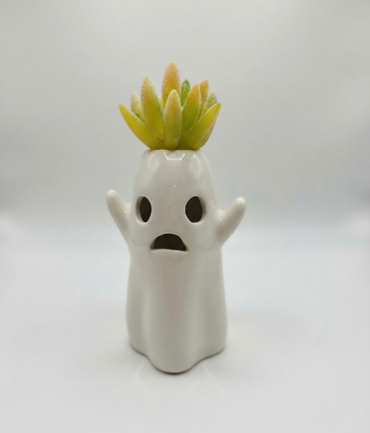 Ghost Succulent